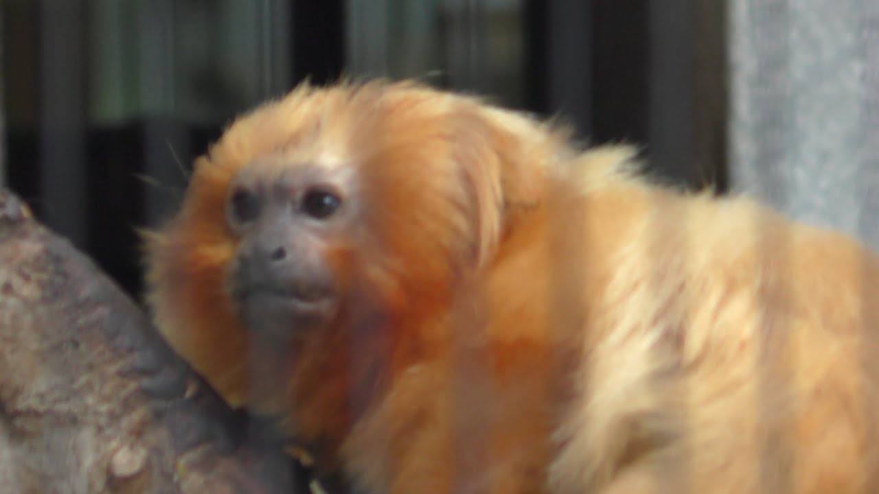Golden lion tamarin