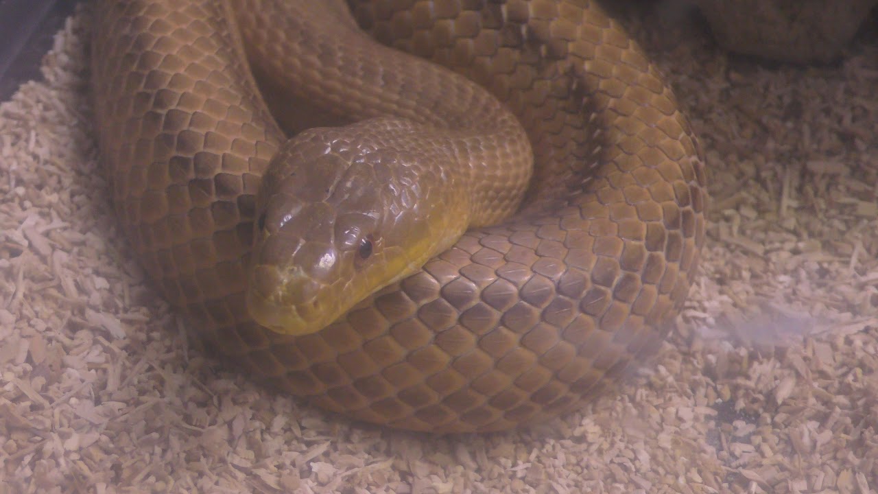 Yellow rat snake