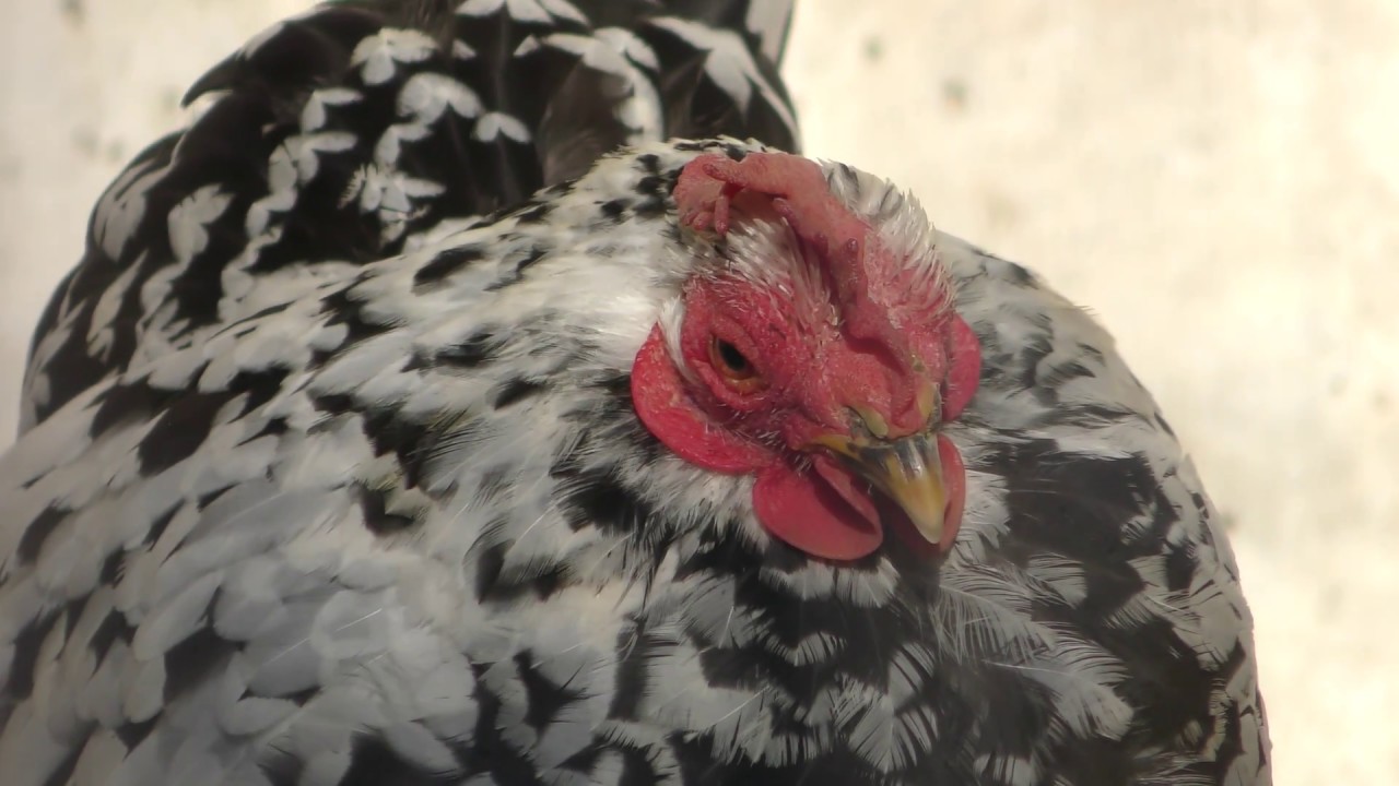 Japanese bantam