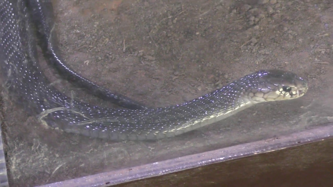 Javan spitting cobra