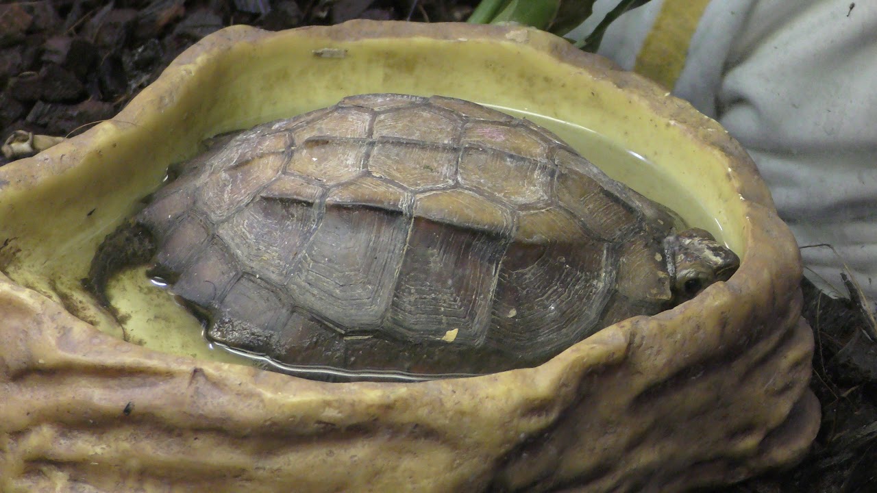 ヒラセガメ