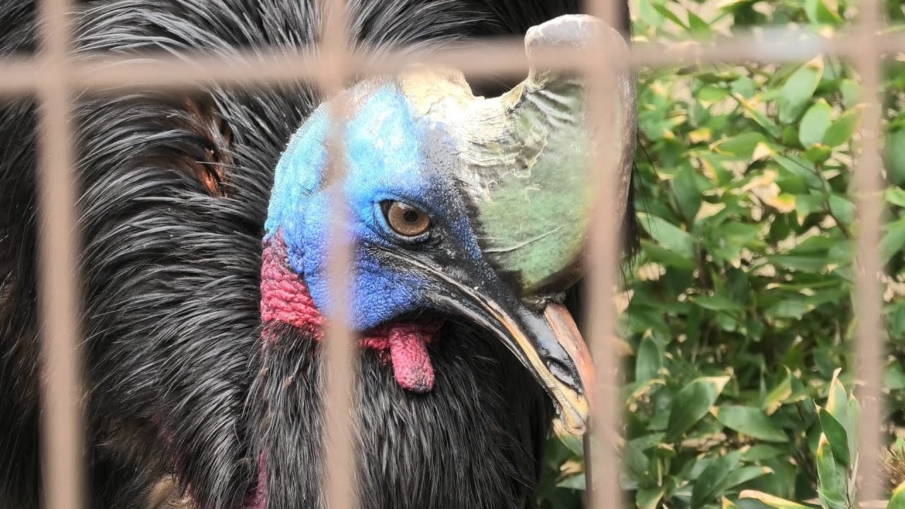 Northern cassowary
