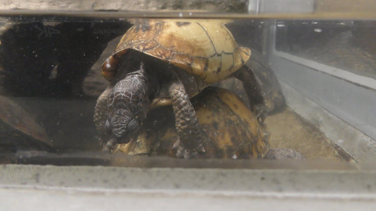 Gulf coast box turtle
