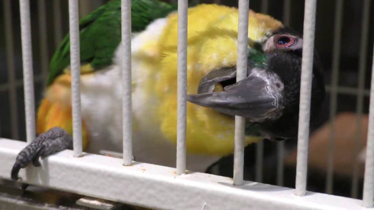 ズグロシロハラインコ