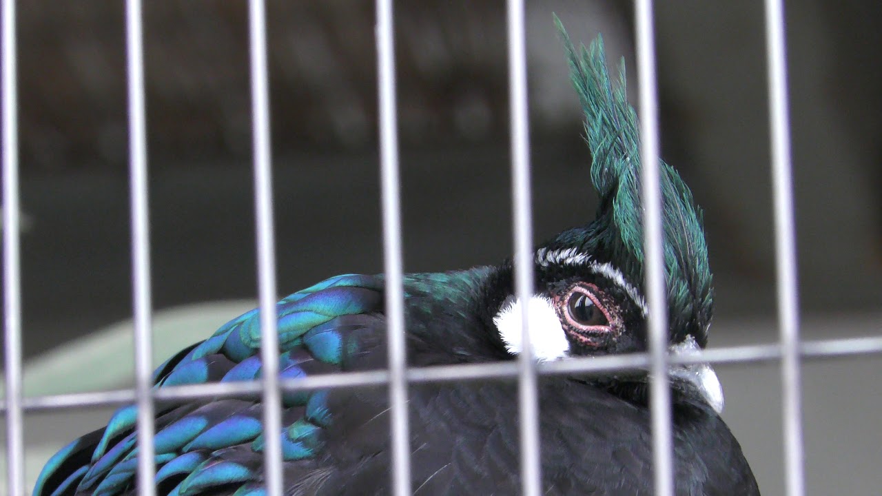 Napoleon's peacock-pheasant