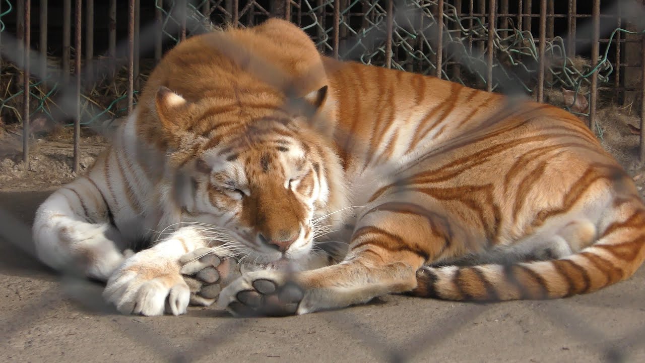 ゴールデンタビータイガー