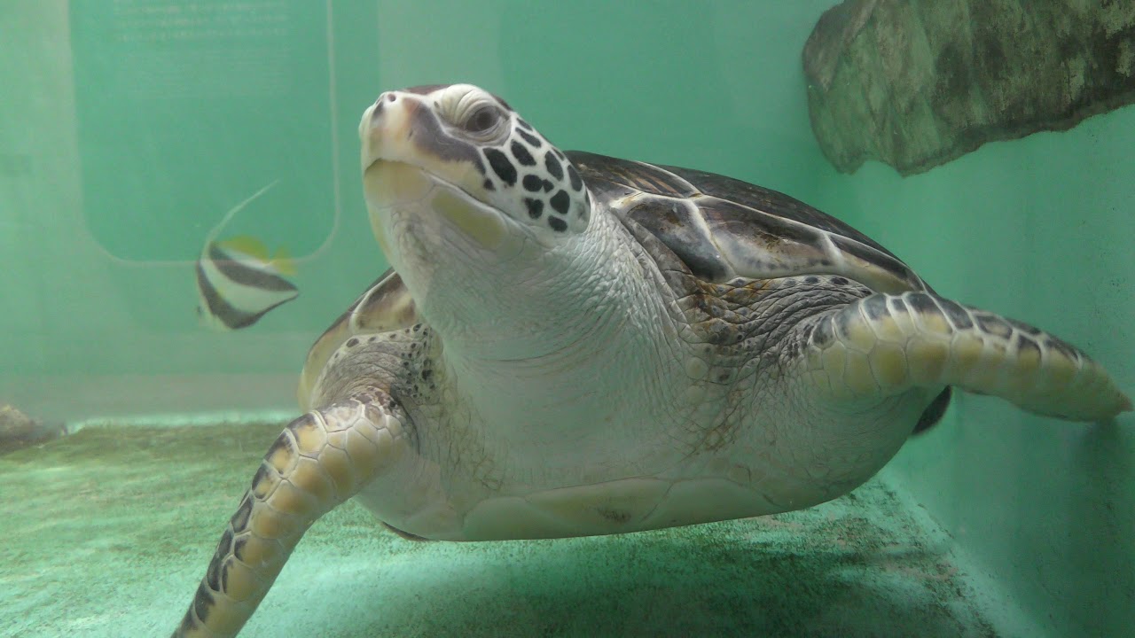 Green sea turtle