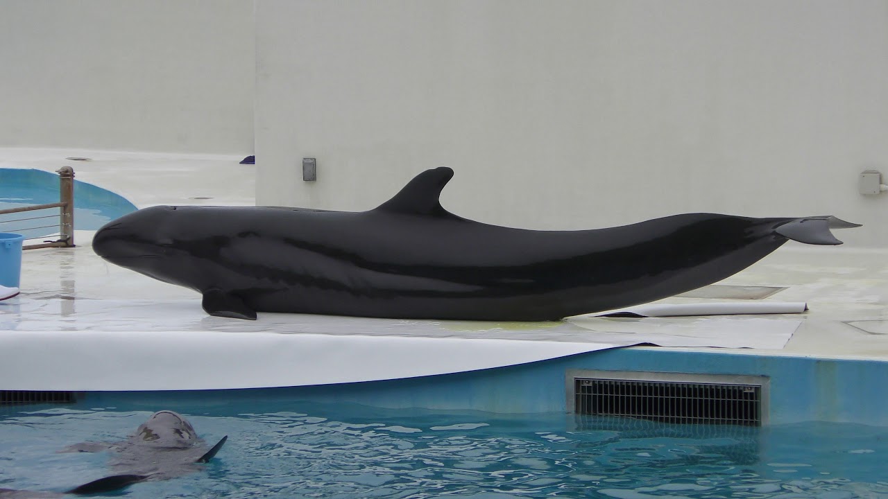 False killer whale