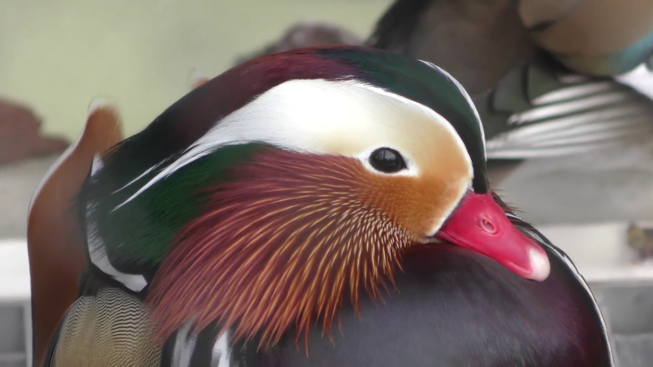 オシドリ | 動物図鑑 | ZFC.jp