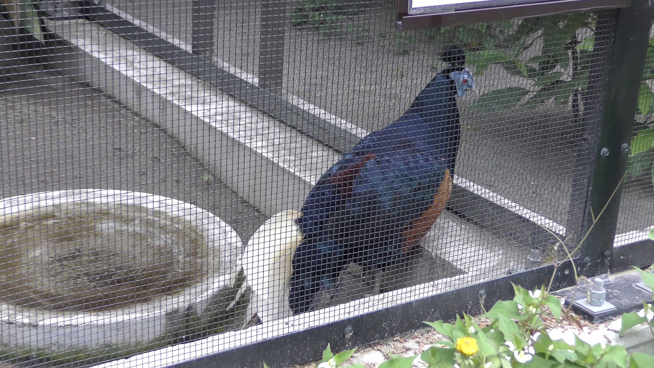 Crested fireback