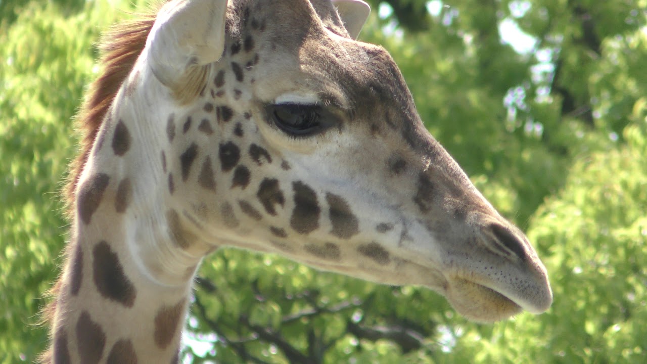 Masai giraffe