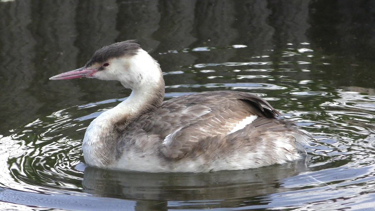 Great crested grebe