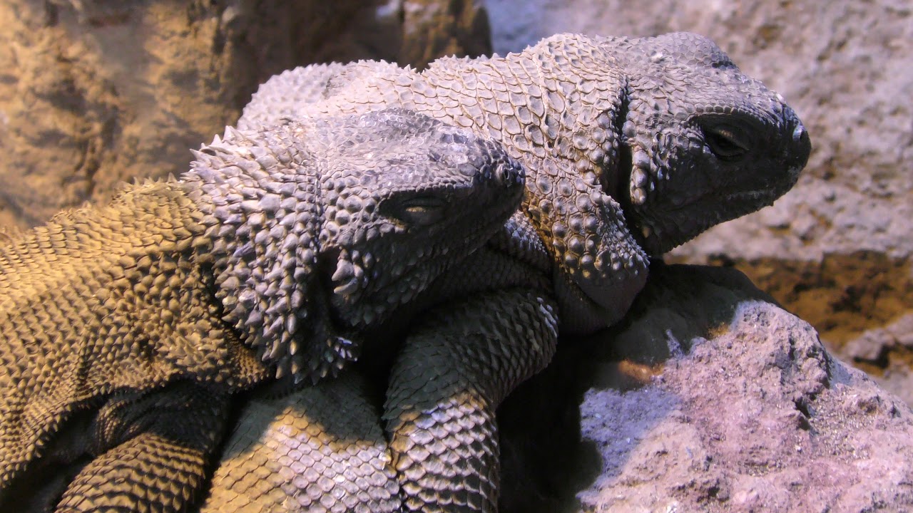 Black chuckwalla