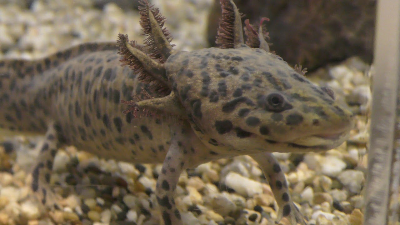 Anderson's salamander