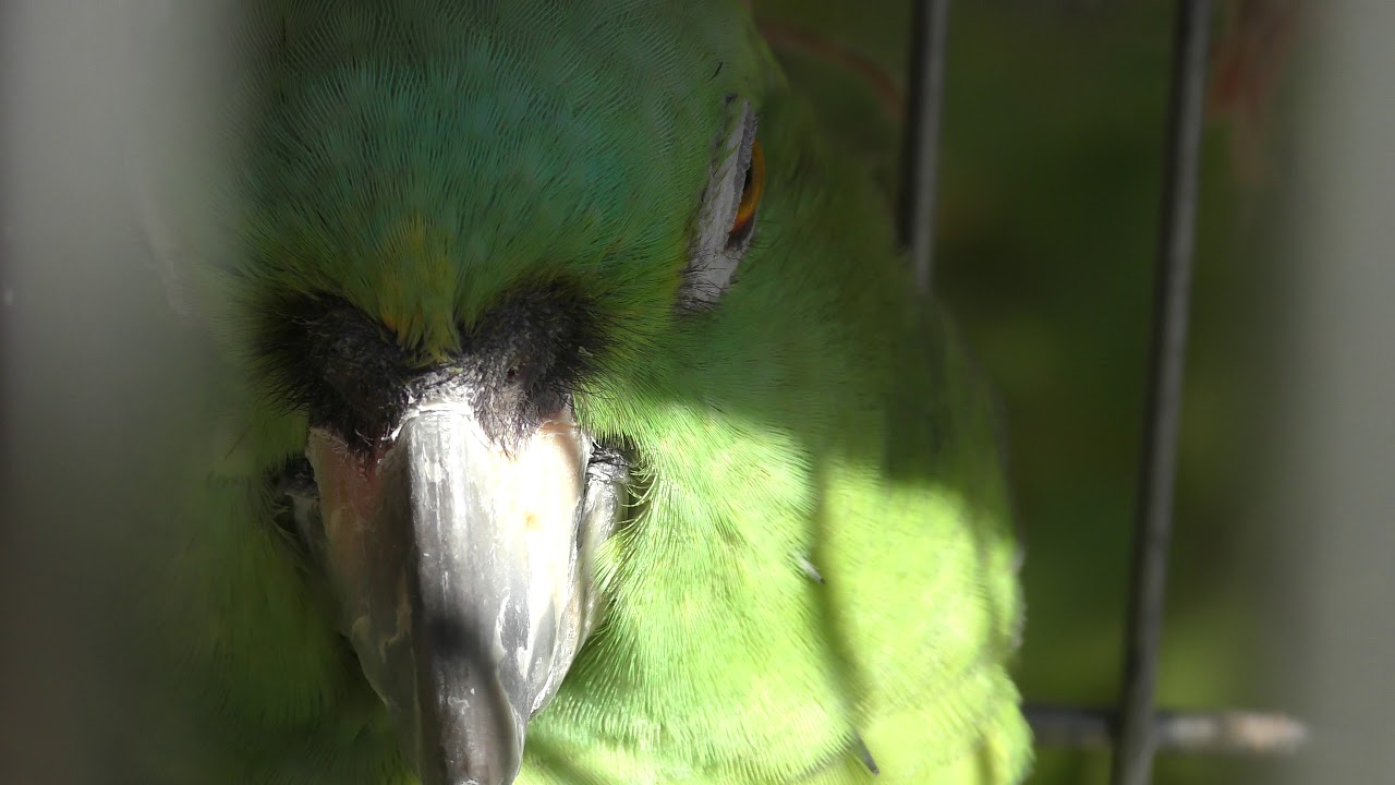 Yellow-naped amazon