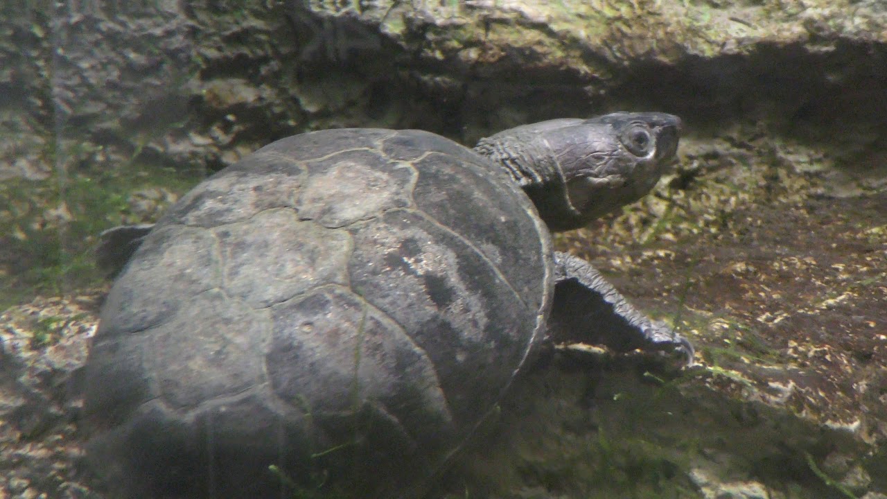 Common mud turtle