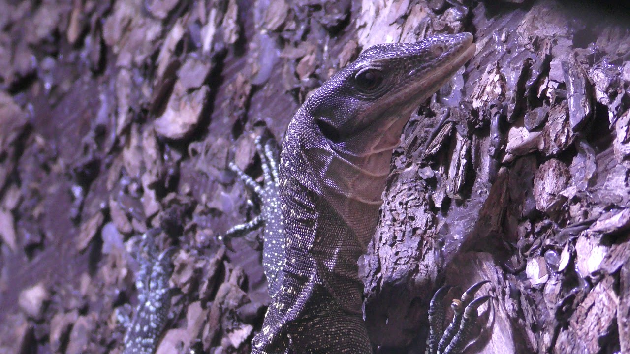 Peach-throated monitor