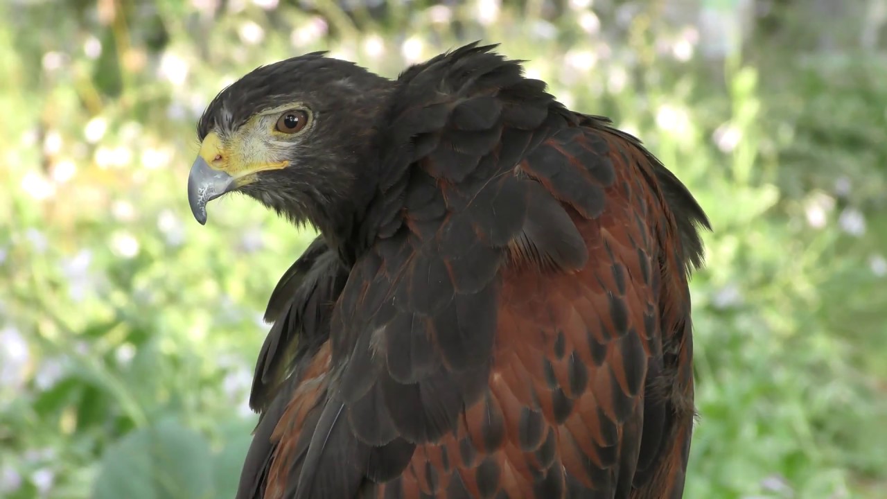 Harris's hawk