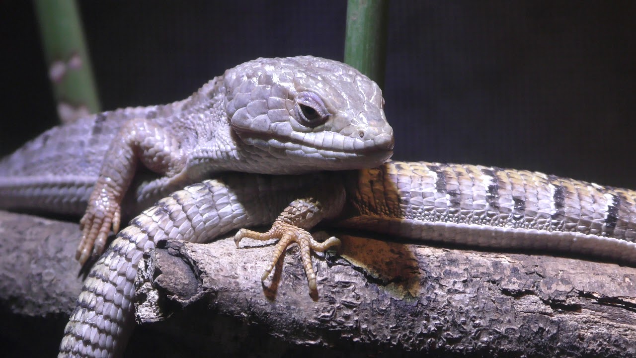 Southern alligator lizard