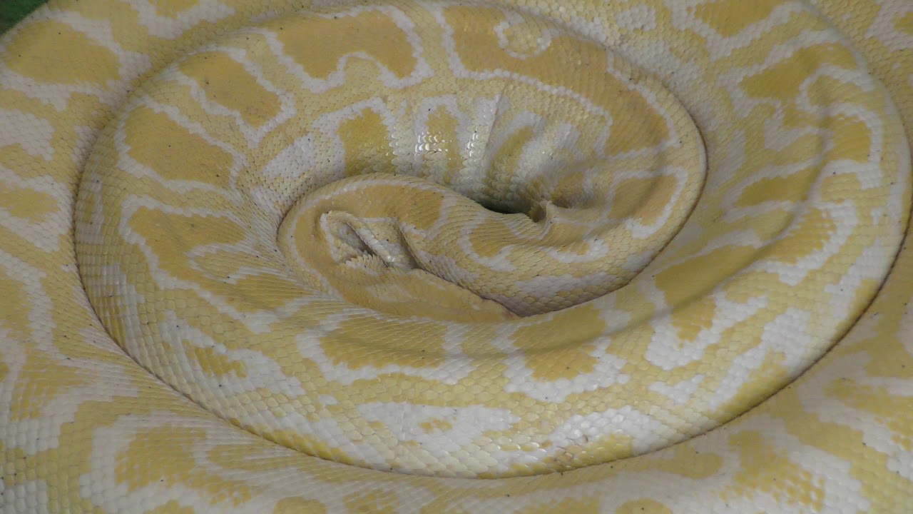 Burmese python