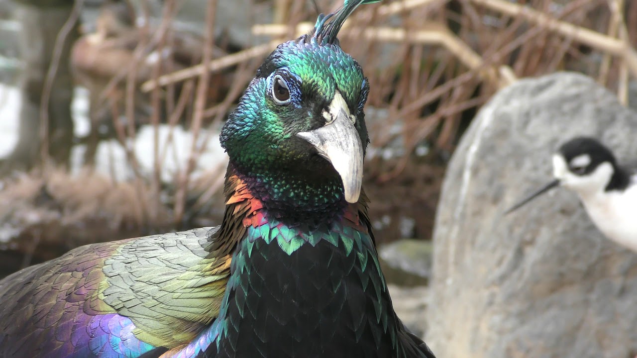 Himalayan monal
