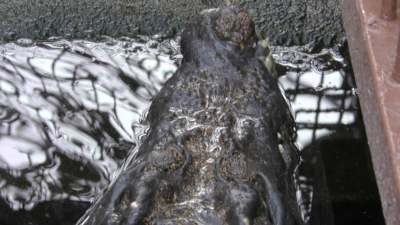 Philippine crocodile