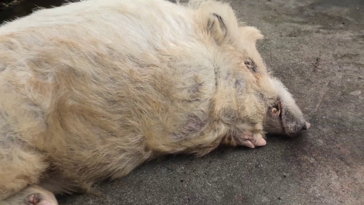 Wild boar (leucism)