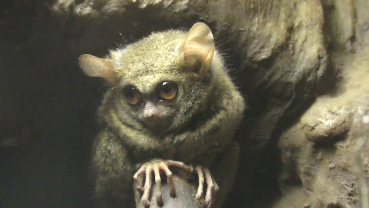 スラウェシメガネザル