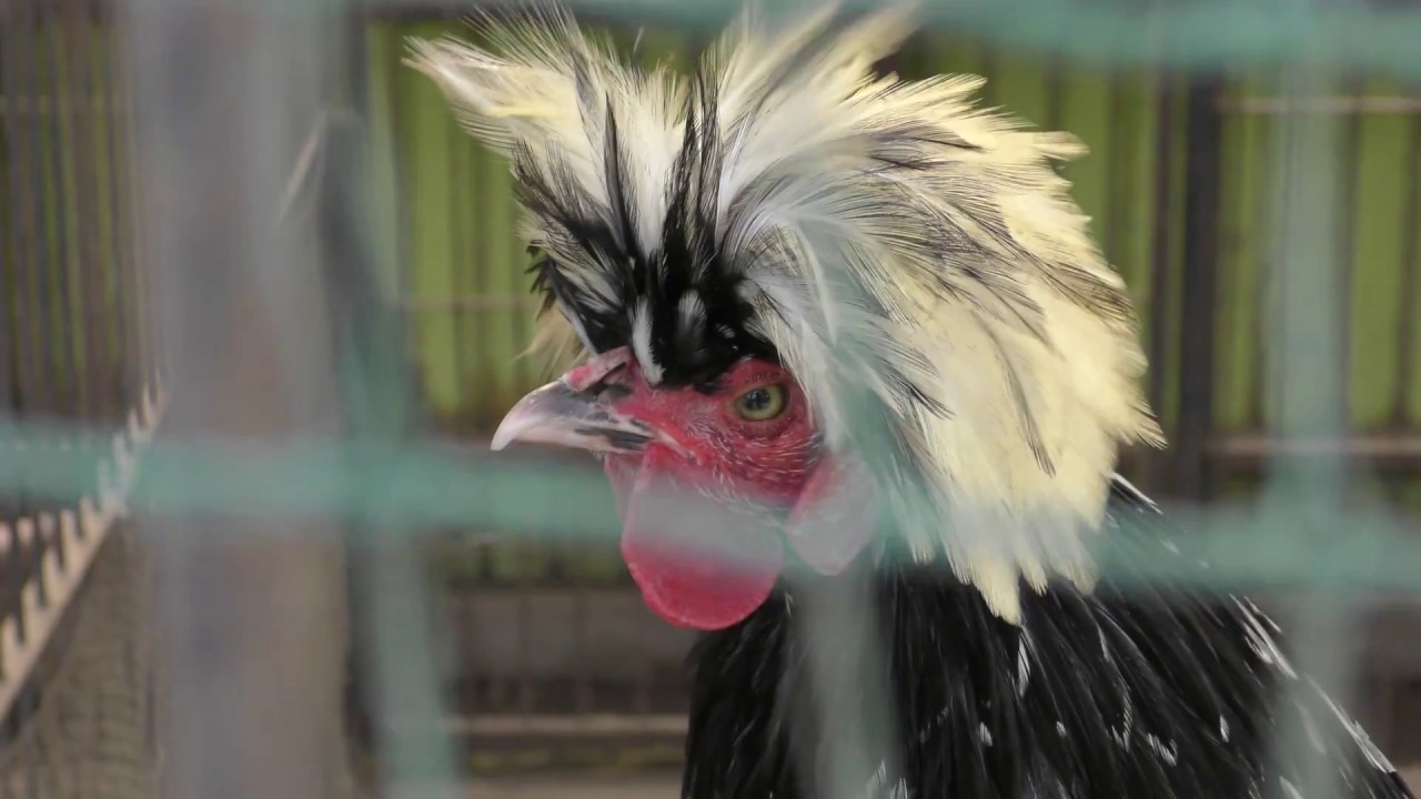 Polish chicken