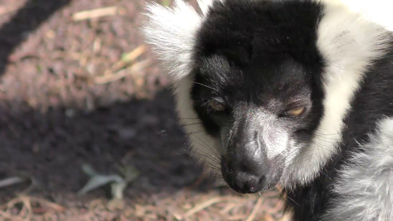 Black-and-white ruffed lemur