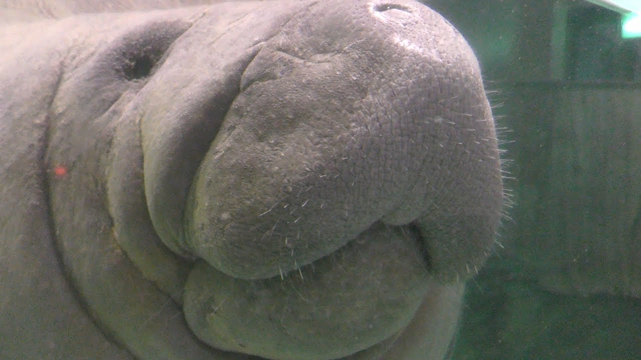 Caribbean manatee