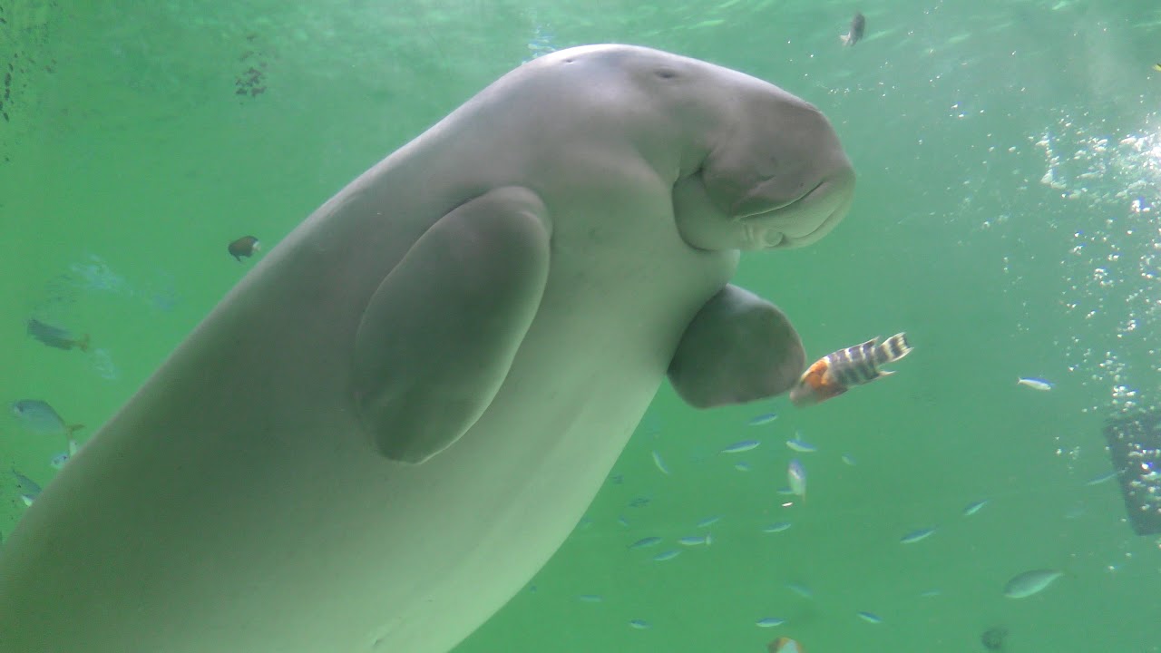 Dugong