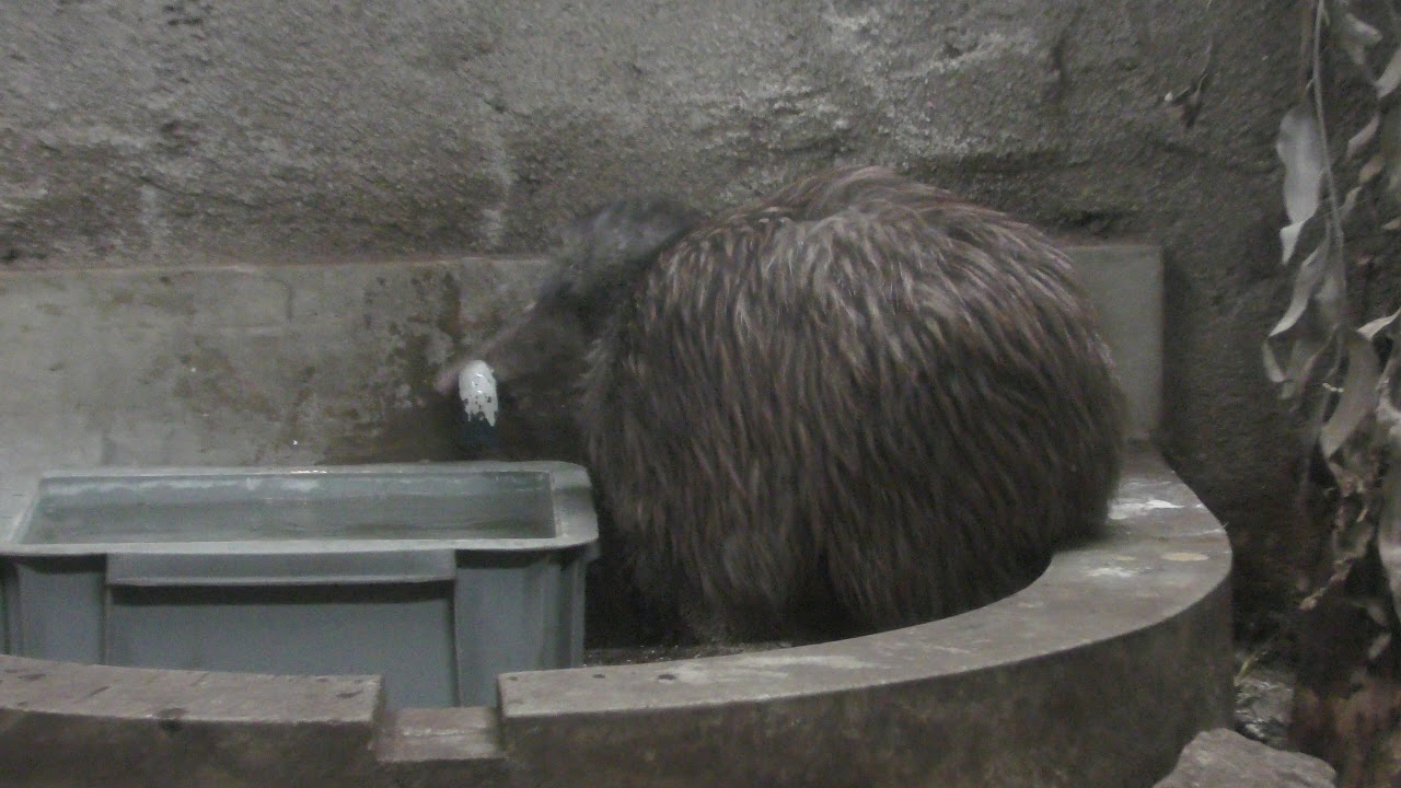 North island brown kiwi