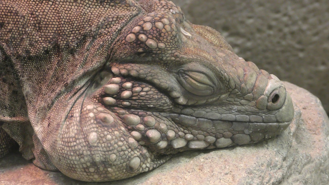 Cuban ground iguana