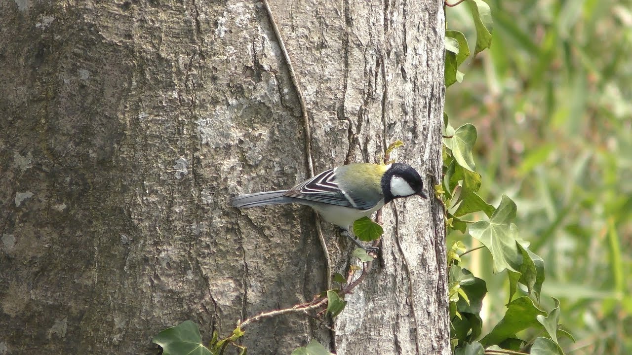 Japanese tit