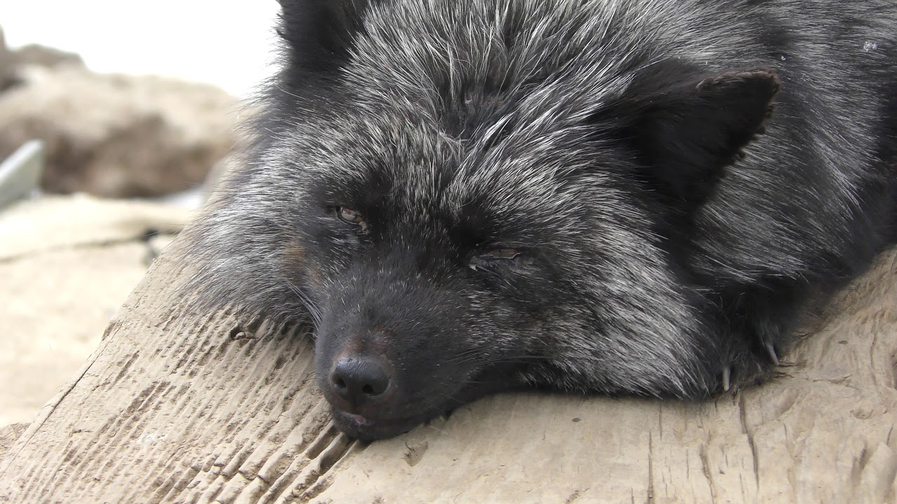Silver fox