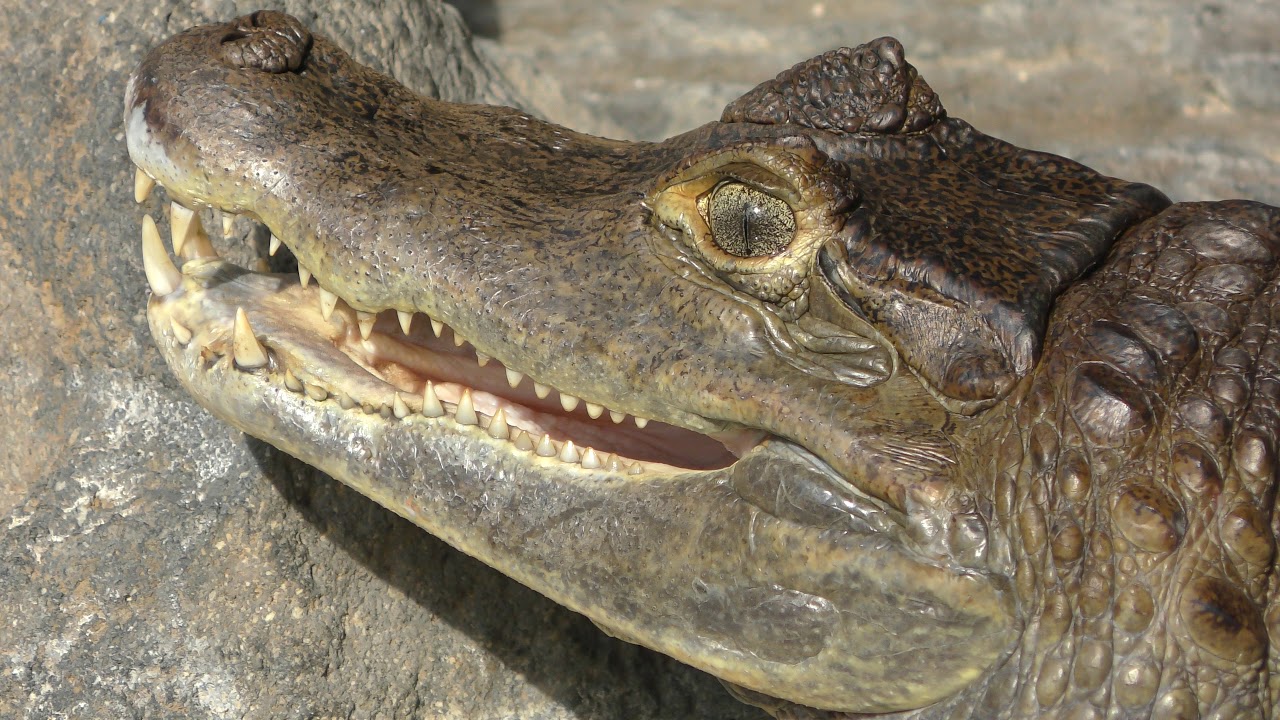 Spectacled caiman
