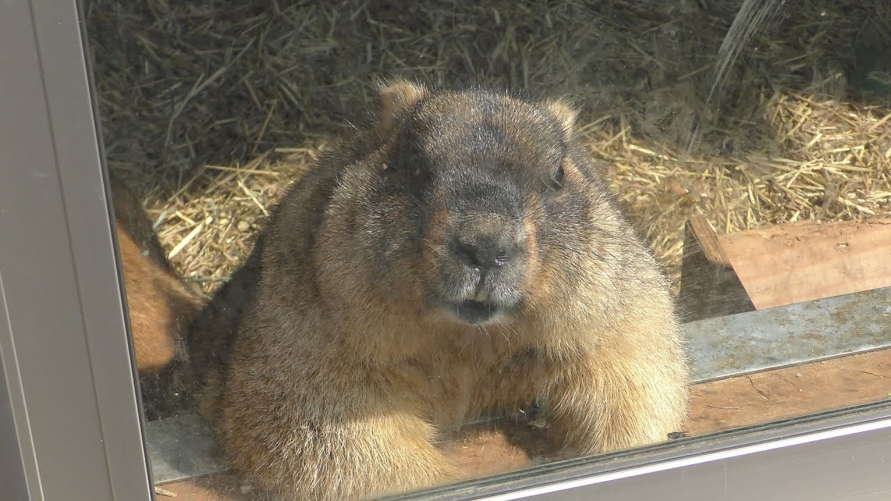 ボバクマーモット