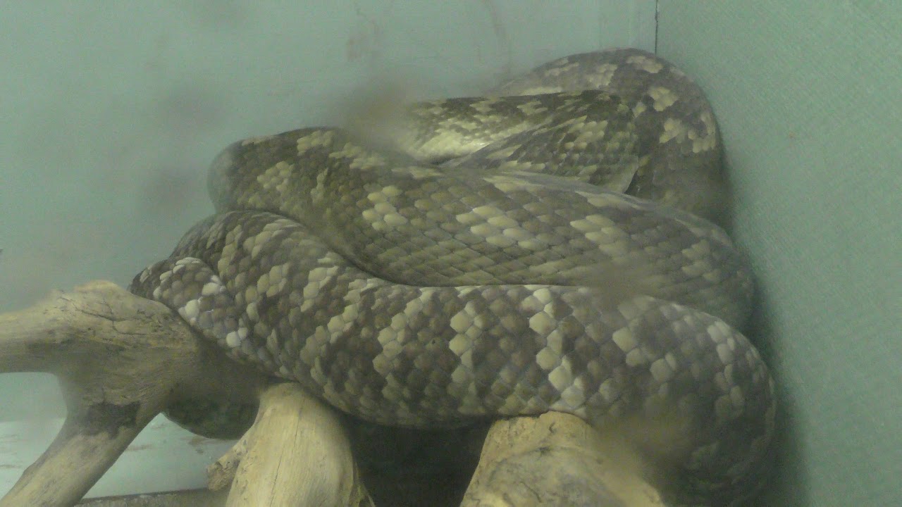 Amethystine python