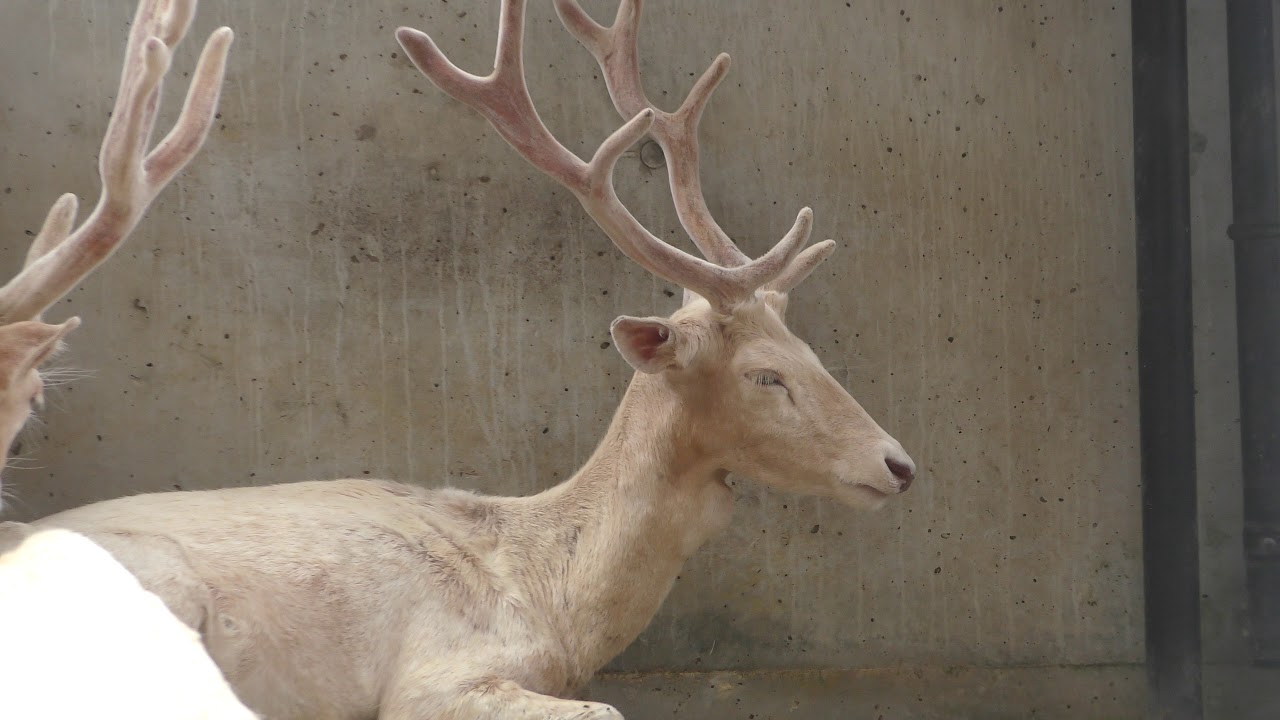 Fallow deer