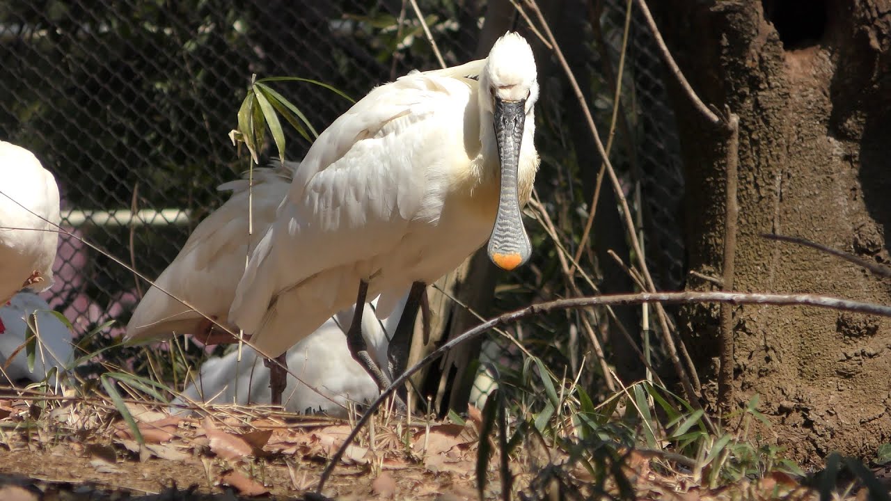Eurasian spoonbill