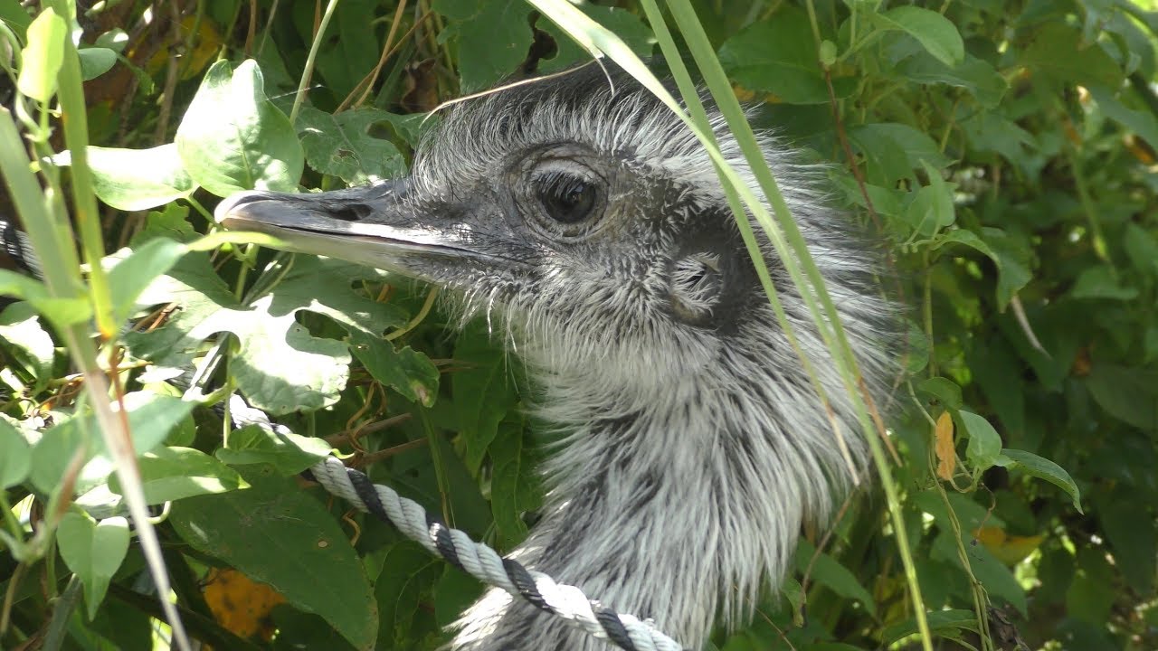Common rhea