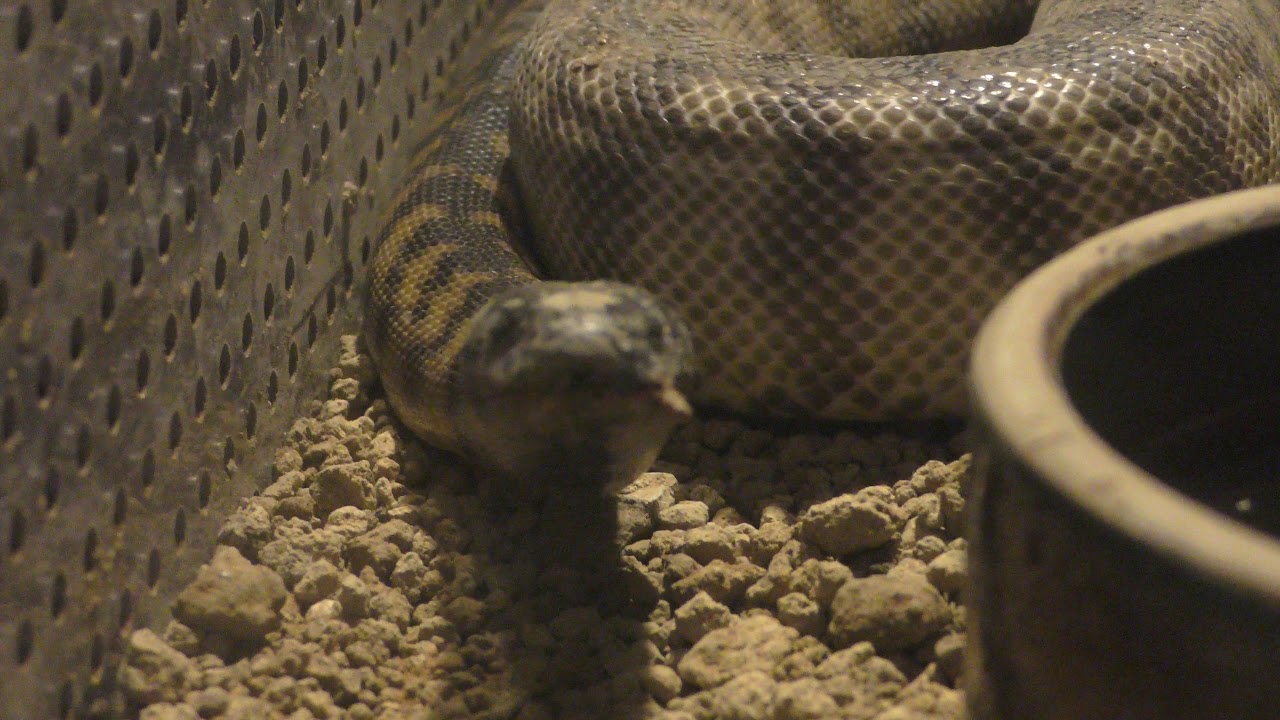 Black headed python