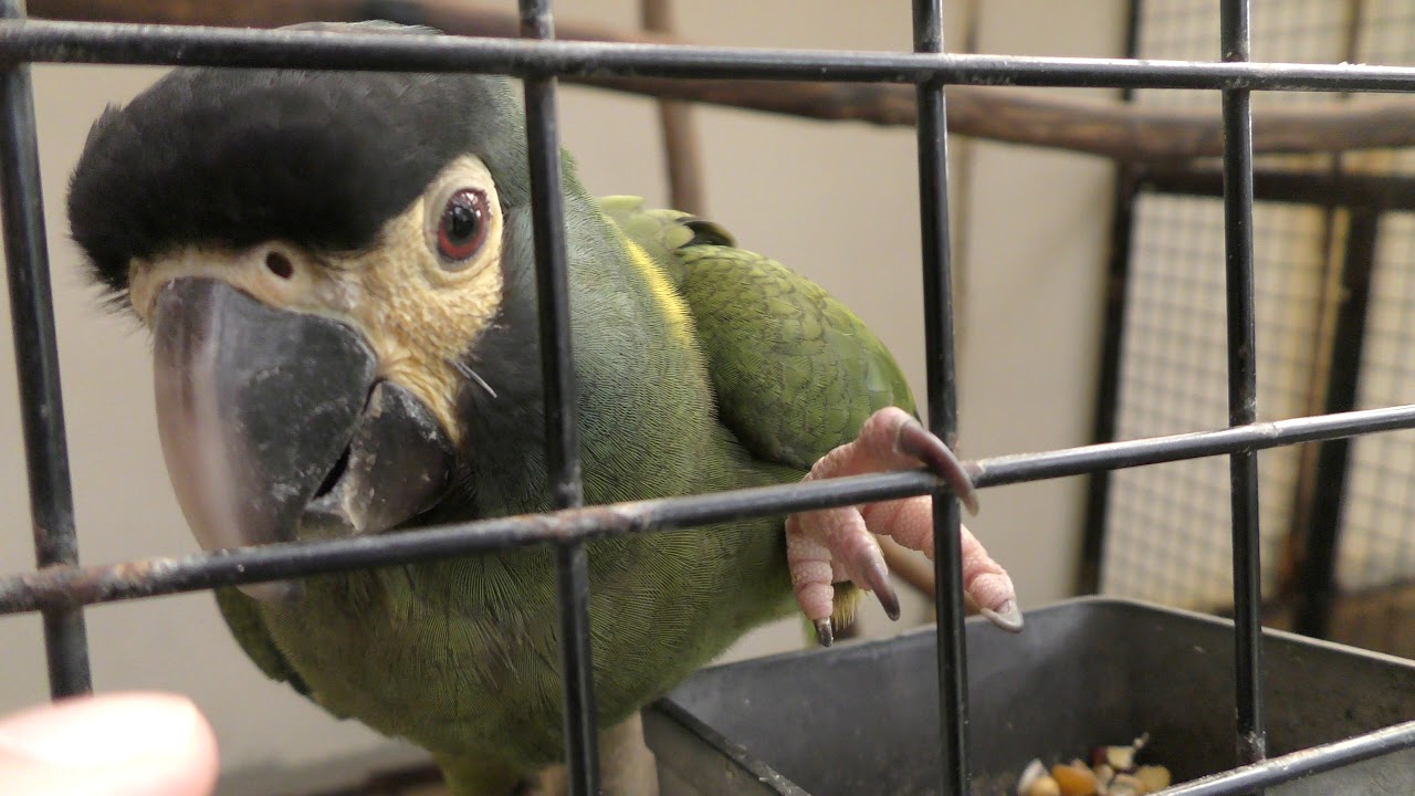 Golden-collared macaw