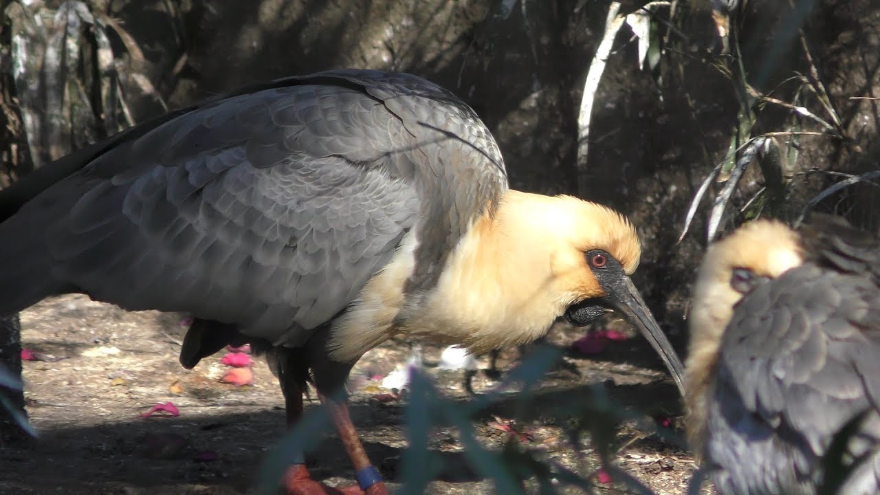 Black-faced ibis