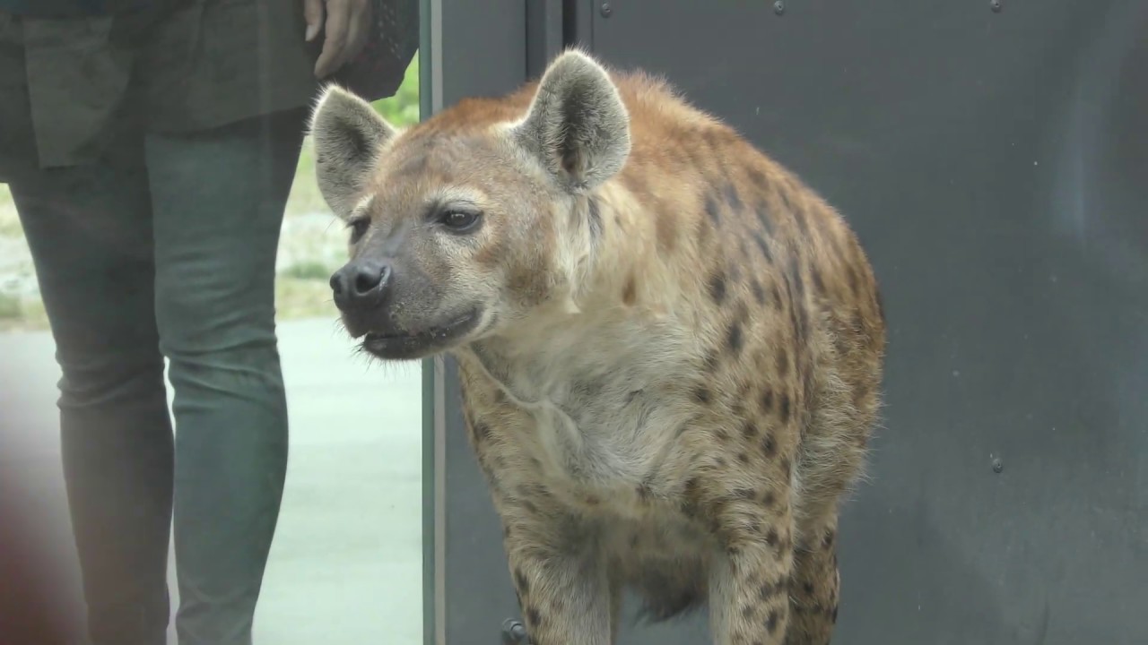 Laughing hyena