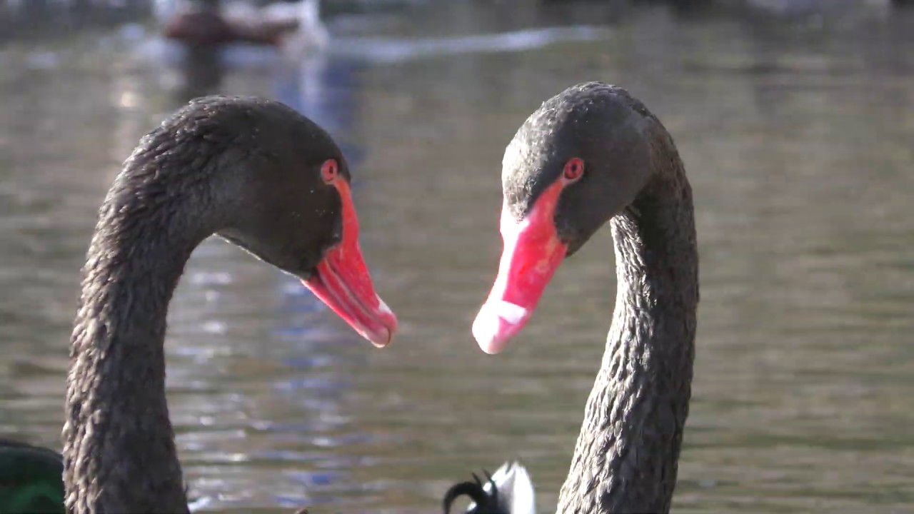 Black swan