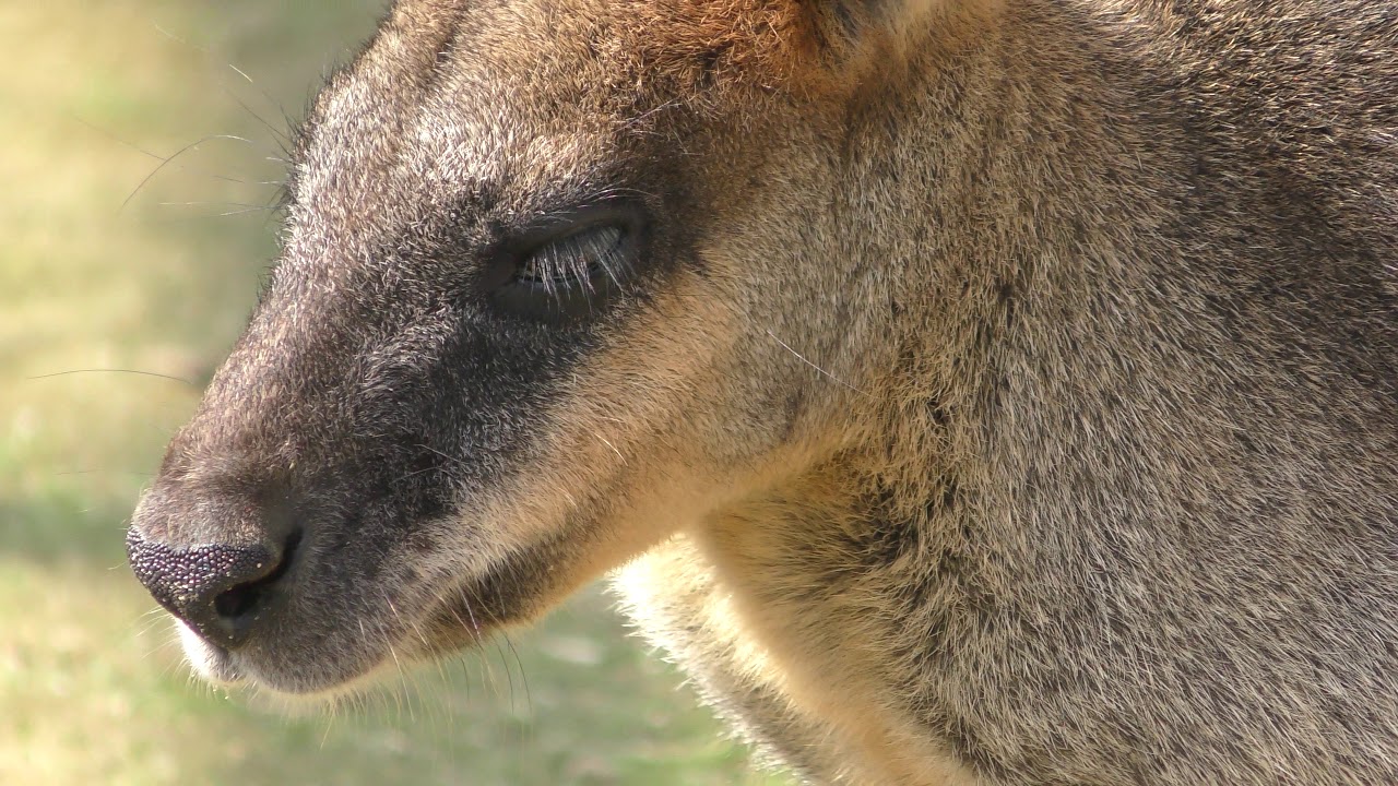 Black wallaby