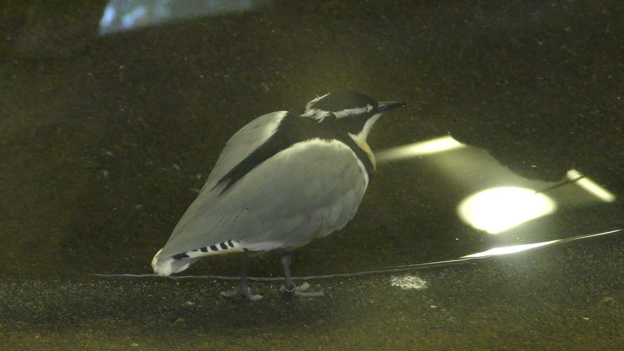 Egyptian plover