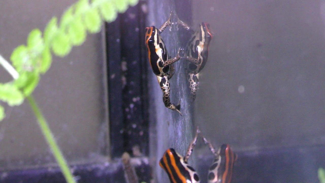 Poison dart frog (uakarii)